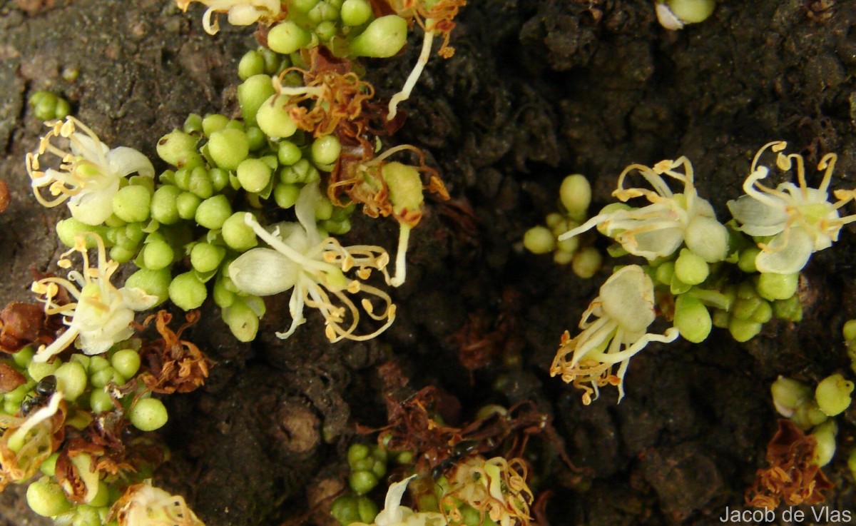 Cynometra cauliflora L.